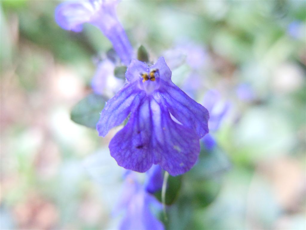 Ajuga reptans